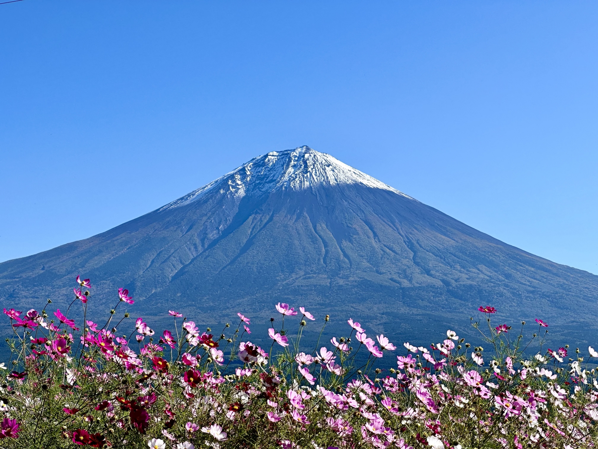 富士山とコスモス